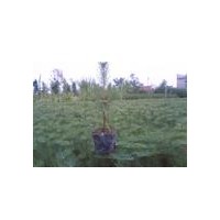 大量供應優(yōu)質油松苗，油松小苗，黑松苗，黑松小苗，側柏