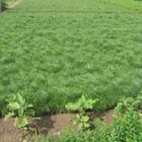 出售油松二年生樹苗（裸根苗）