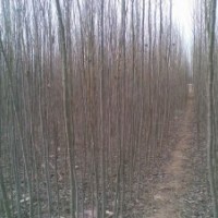 銷售新疆楊一年生新疆楊