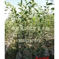 浙江奉化預(yù)定一年生垂絲海棠小苗，紅楓小苗