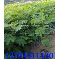 黃槐苗,格木苗,鐵刀木苗,海南紅豆苗,桃花心種子,桃花心苗,鳳凰木