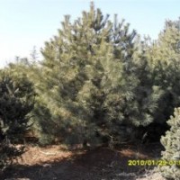 山西油松，建圃油松小苗，運城油松價格，山西油松種子