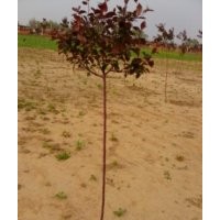 主營產(chǎn)品：樹木類有：紅葉海棠、金葉小波、金葉水臘。 萱草類有