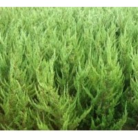 黃楊 冬青 紅葉小檗 金葉女貞