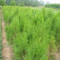 側(cè)柏苗側(cè)柏苗價(jià)格側(cè)柏苗供應(yīng)