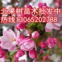 123蘋果苗，批發(fā)123蘋果苗
