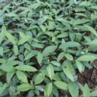 供應(yīng)刨花楠容器苗