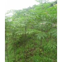 欒樹(shù)苗出售了。量大從優(yōu)