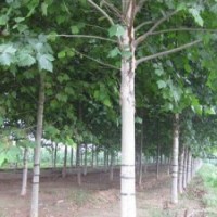 常年供應(yīng)各種規(guī)格 國(guó)槐、白臘