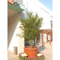 紅豆杉大樹木桶裝