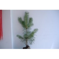 出售營養(yǎng)袋樟子松60-100公分