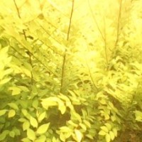 供應(yīng)側(cè)柏 金葉榆