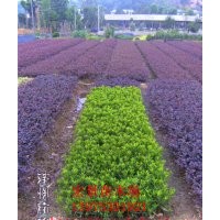 專供杜鵑小苗資源-湖南春鵑小苗資源-春鵑杜鵑價格批發(fā)