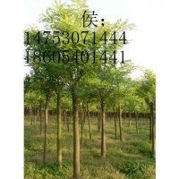 國槐樹金合歡國槐苗造林.10公分12公分15公分18公分20公分