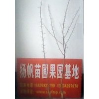 皂角苗種植基地大量供應(yīng)一年皂角小苗，皂角小苗價格，皂角苗種植
