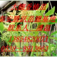 紅油香椿樹(shù)苗 紅油香椿樹(shù)苗品種 紅油香椿樹(shù)苗價(jià)格