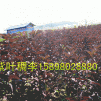 紫葉稠李 紅葉李