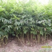 香椿苗種植技術(shù) 山東香椿苗木花卉價(jià)格 紅袖香椿苗