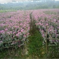 我村育有100萬(wàn)一年小苗洋紫荊紅花羊蹄甲黃槐秋楓藍(lán)花楹--紅花夾