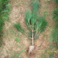 供應國槐 油松小苗 油松價格