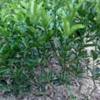 金桔樹(shù)，金桔苗，超低價(jià)金桔苗