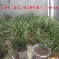 供應(yīng)各種規(guī)格八月桂