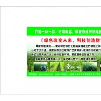 竹柳 ，就選陜西上林竹柳 輕松致富沒(méi)問(wèn)題