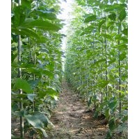 2-3公分速生白蠟小苗