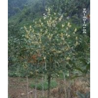 提供 四季桂 朱砂桂 狀元紅 八月桂