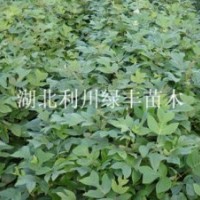 供應(yīng)馬褂木小苗 鵝掌楸樹苗 馬褂木價(jià)格