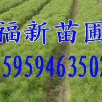 濕地松 濕地松種子 濕地松苗