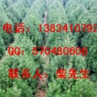 白皮松幼苗、白皮松小苗、白皮松幼苗、白皮松價格