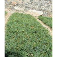 3年（10*15）營養(yǎng)杯華山松