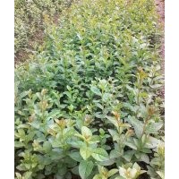 提供100cm紫薇苗100萬株