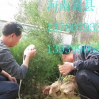 河南省側(cè)柏育苗基地縣供應(yīng)側(cè)柏營養(yǎng)袋苗500萬株