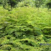 供應(yīng)合歡苗、巨紫荊苗、紫藤苗等綠化小苗