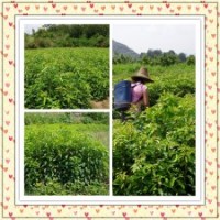 廣西天竺桂苗10-30