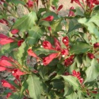 供應(yīng)山梅花