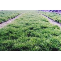 供應(yīng)山西油松小苗，營養(yǎng)缽油松小苗