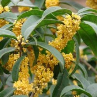 苗圃批發(fā)10-150CM桂花樹苗（金桂、銀桂、丹桂、四季桂）