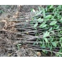 供應(yīng)八月桂苗，香樟苗