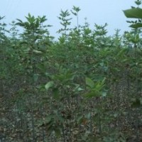 供應(yīng)一年生1-3米高速生白蠟，80萬株