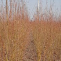 供應(yīng)一年生黃柳