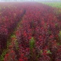 紅葉李樹(shù)苗價(jià)格