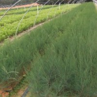 供木麻黃容器苗