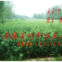 安徽合肥安慶宿松供應(yīng)美國竹柳小苗扦插段價格