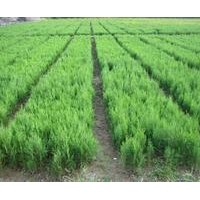 山東優(yōu)質(zhì)黑松樹苗|黑松苗|黑松苗價格