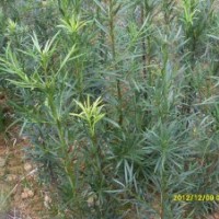 低價(jià)處理九里香、羅漢松、八月桂、本地木棉、黃槐等苗