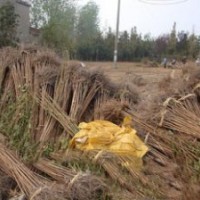 西府海棠小苗-各種規(guī)格