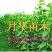 供應(yīng)櫻花苗